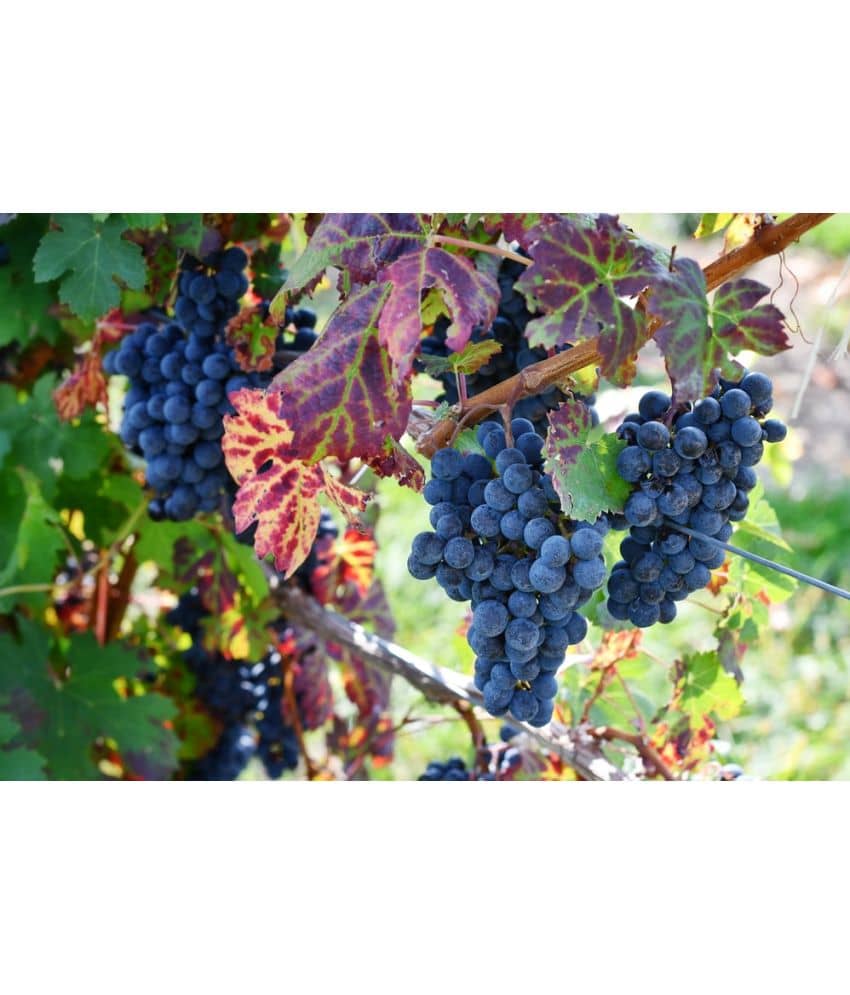 homeagro - Black Grape Fruit ( 20 Seeds )