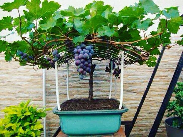 homeagro - Black Grape Fruit ( 20 Seeds )