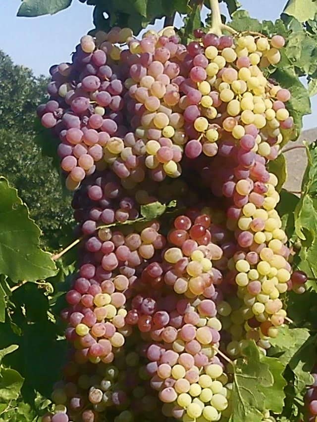 homeagro - Black Grape Fruit ( 20 Seeds )