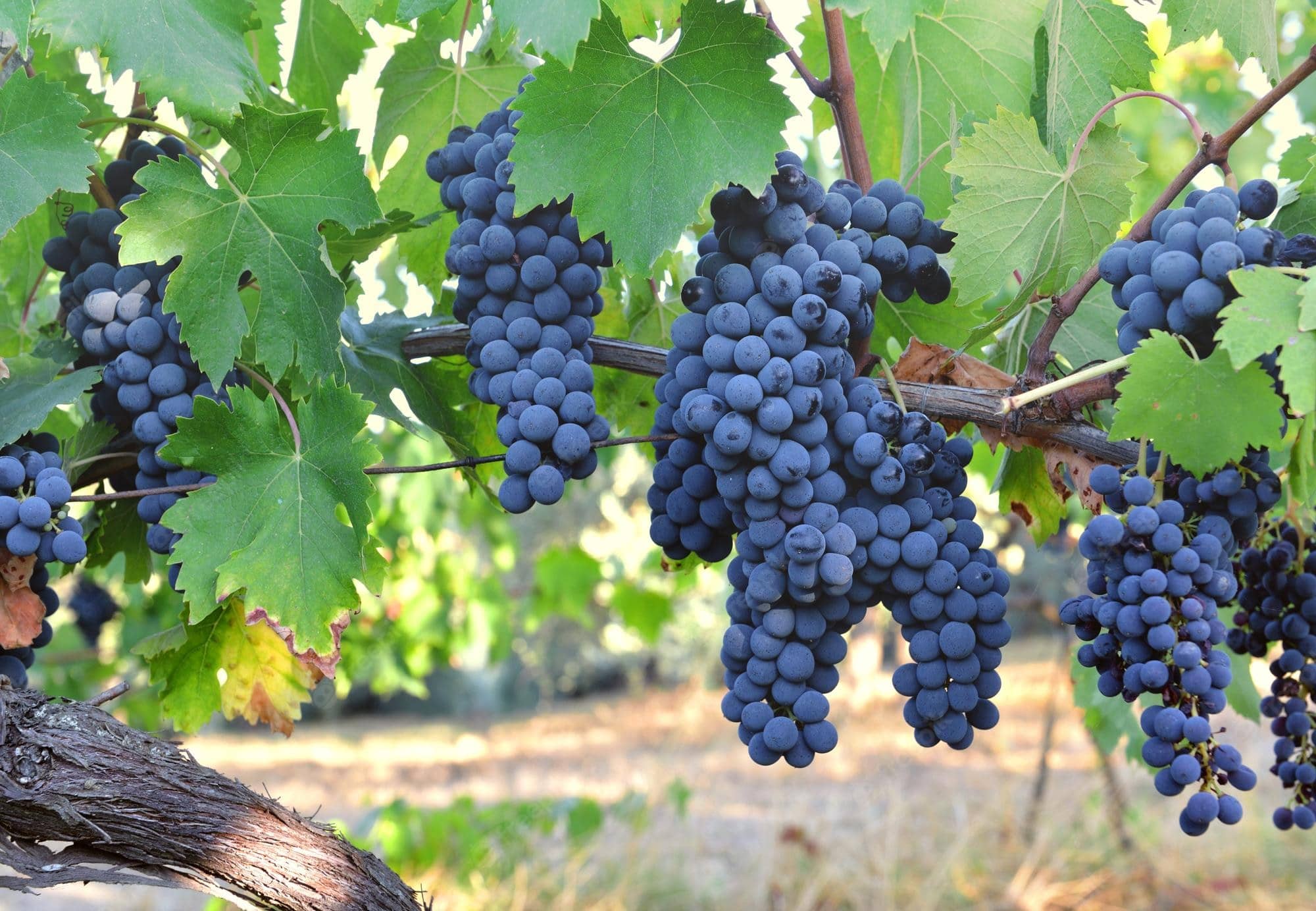 homeagro - Black Grape Fruit ( 20 Seeds )