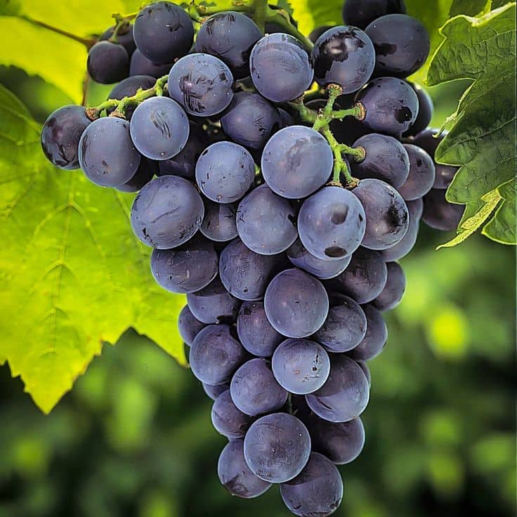 homeagro - Black Grape Fruit ( 20 Seeds )