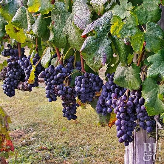 homeagro - Black Grape Fruit ( 20 Seeds )