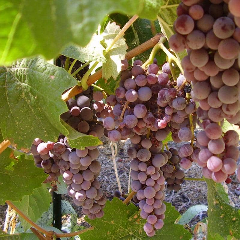 homeagro - Black Grape Fruit ( 20 Seeds )