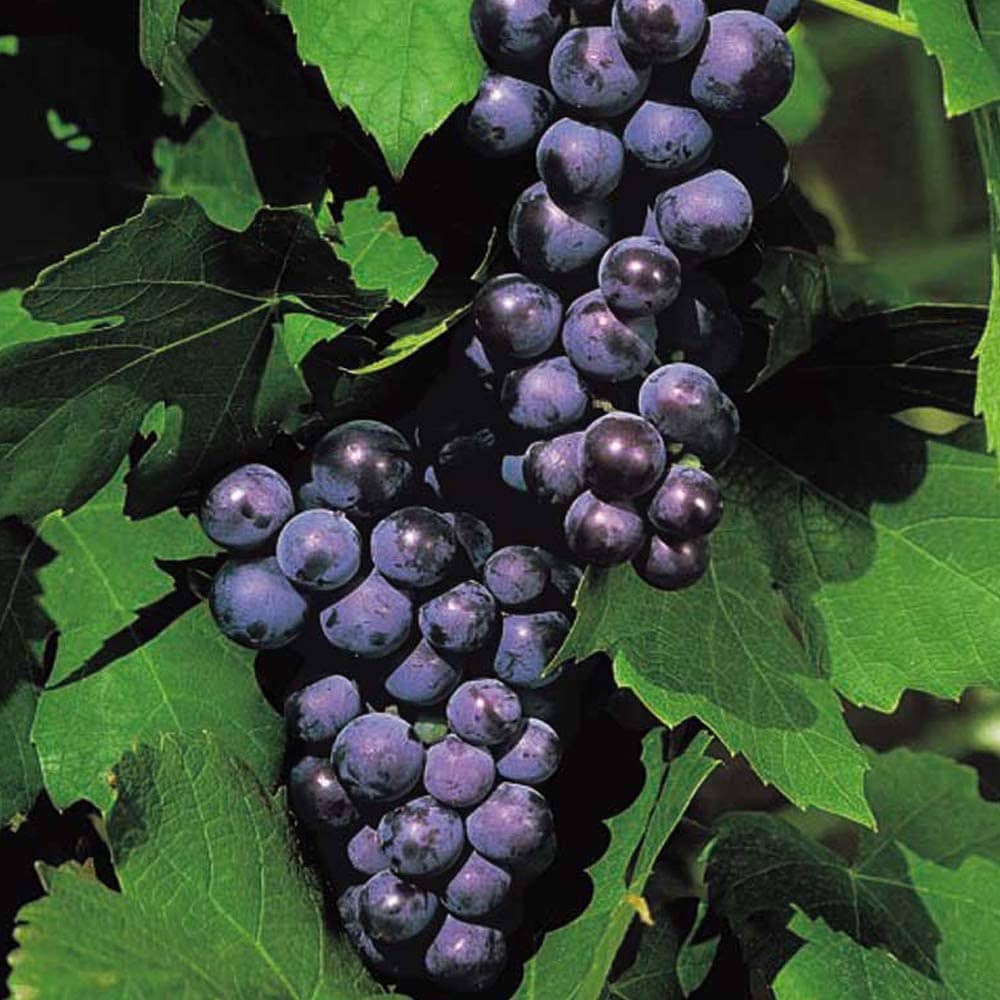 homeagro - Black Grape Fruit ( 20 Seeds )