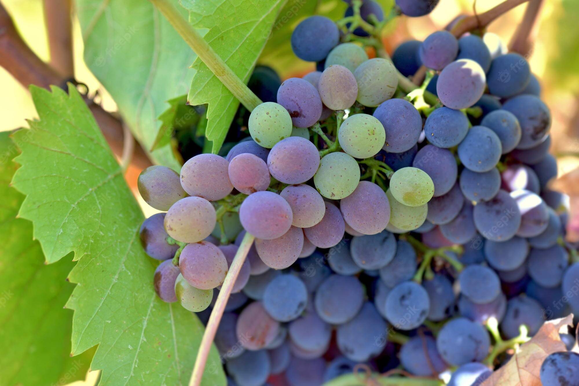     			homeagro - Black Grape Fruit ( 20 Seeds )