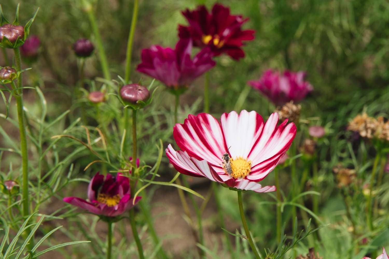 homeagro - Cosmos Mixed Flower ( 20 Seeds )