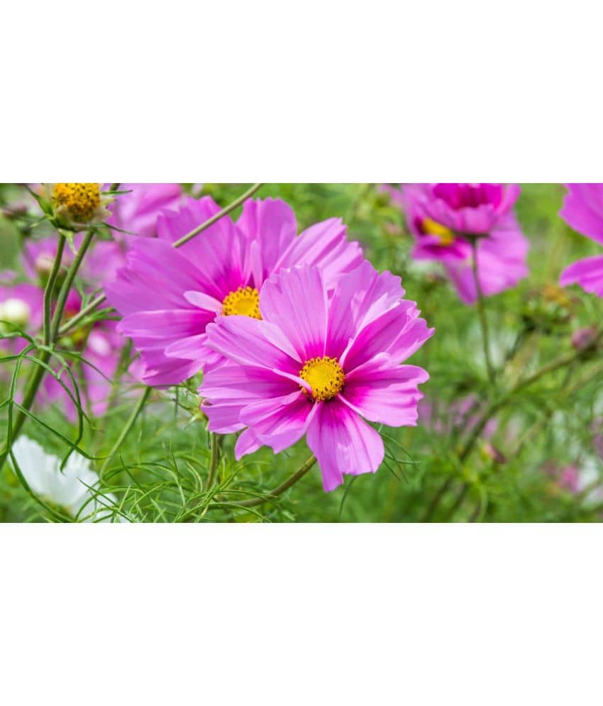 homeagro - Cosmos Mixed Flower ( 20 Seeds )