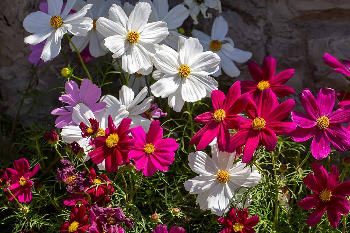 homeagro - Cosmos Mixed Flower ( 20 Seeds )
