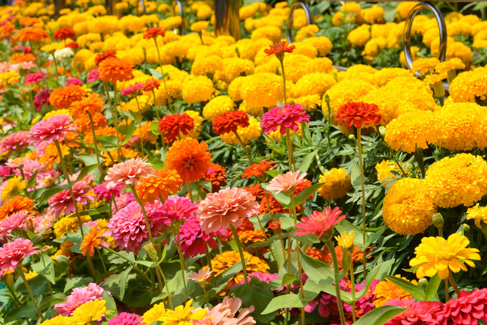 homeagro - Cosmos Mixed Flower ( 20 Seeds )