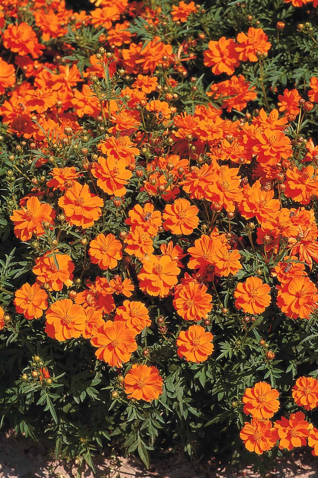 homeagro - Cosmos Mixed Flower ( 20 Seeds )