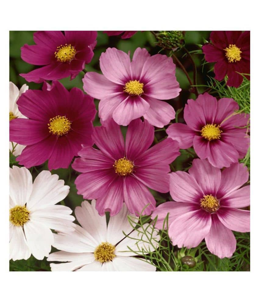 homeagro - Cosmos Mixed Flower ( 20 Seeds )