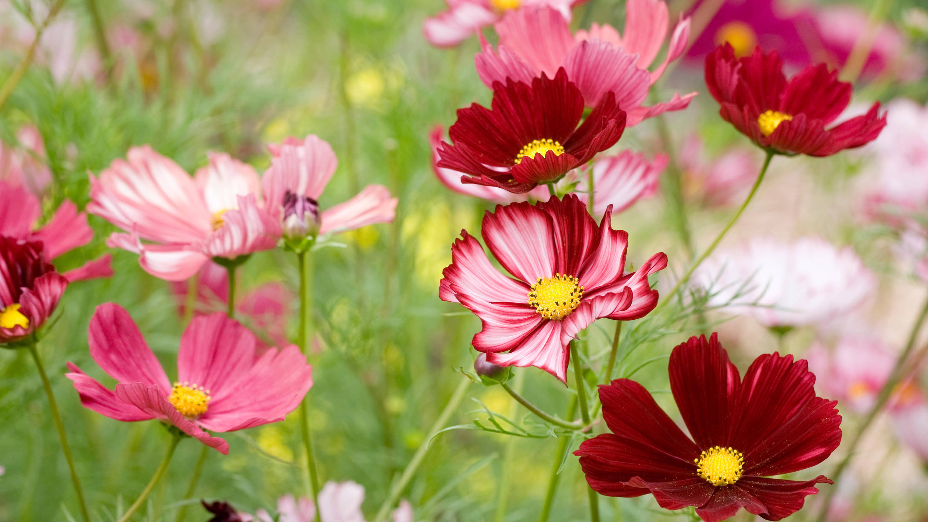     			homeagro - Cosmos Mixed Flower ( 20 Seeds )