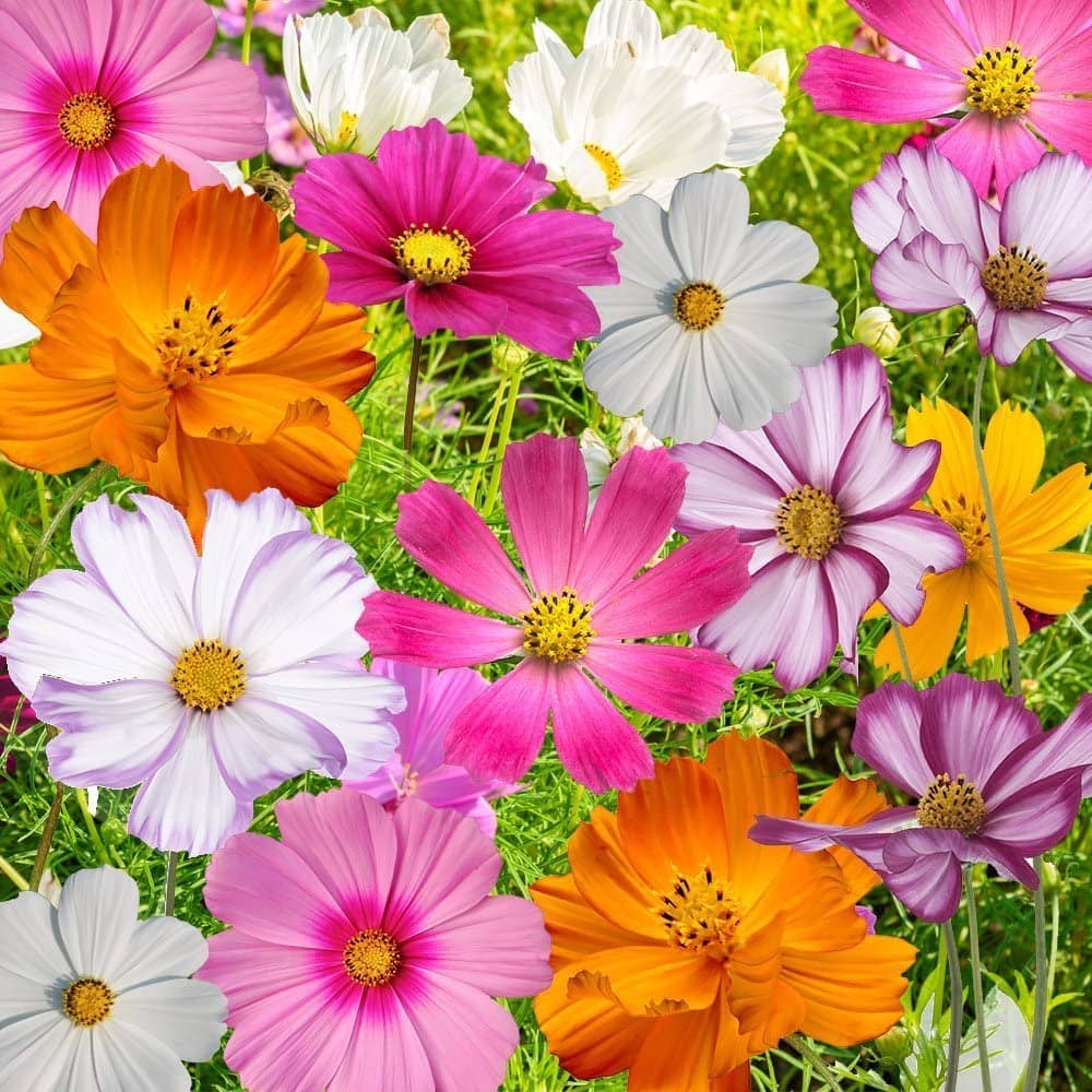 homeagro - Cosmos Mixed Flower ( 20 Seeds )
