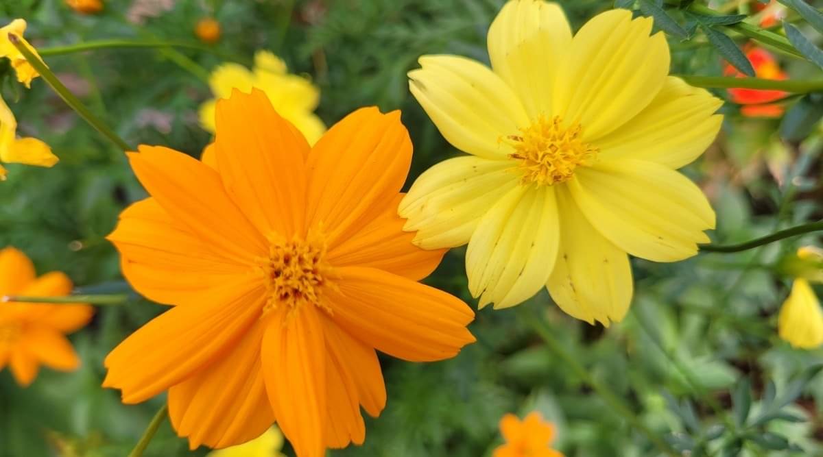     			homeagro - Cosmos Mixed Flower ( 20 Seeds )