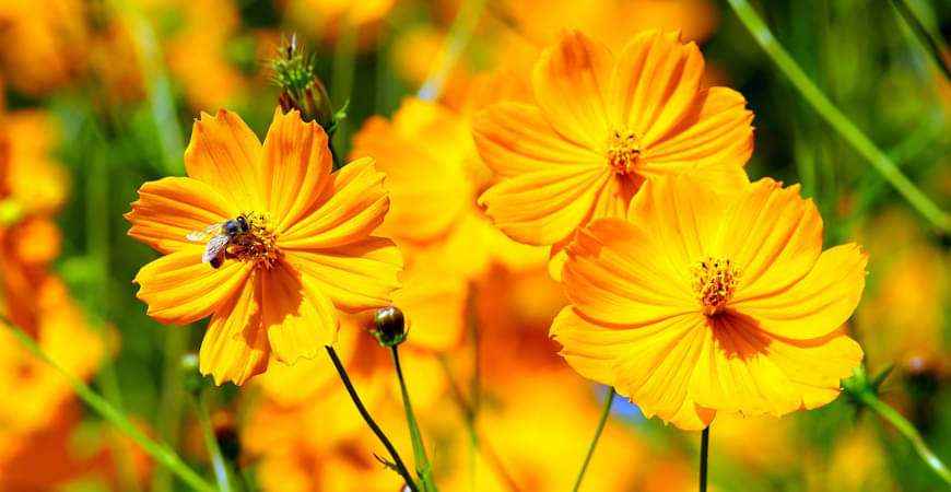     			homeagro - Cosmos Mixed Flower ( 20 Seeds )