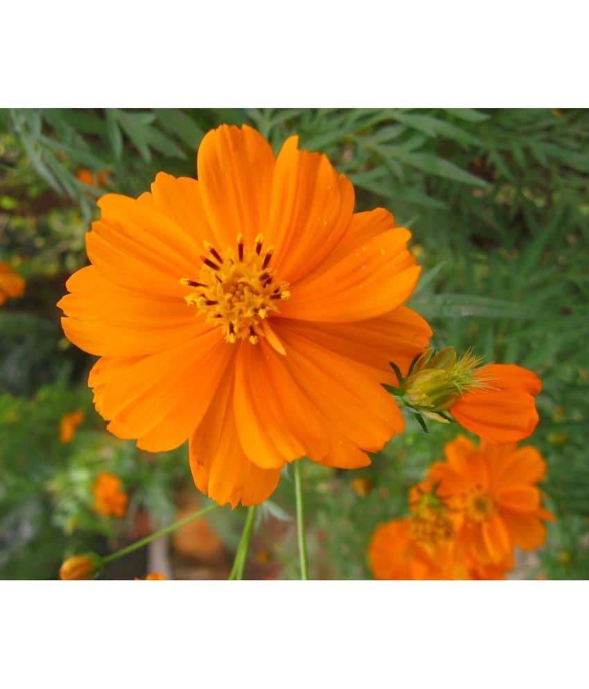 homeagro - Cosmos Mixed Flower ( 20 Seeds )