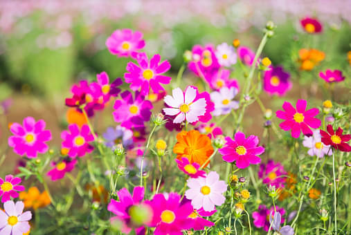     			homeagro - Cosmos Mixed Flower ( 20 Seeds )
