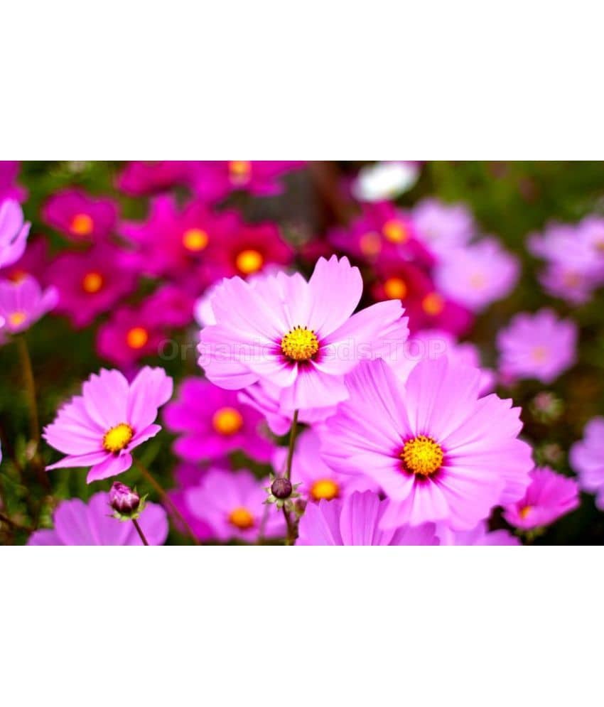 homeagro - Cosmos Mixed Flower ( 20 Seeds )