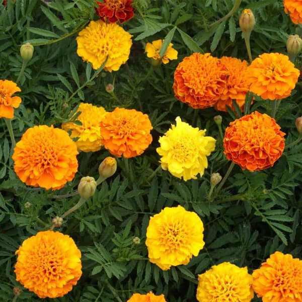 homeagro - Marigold Flower ( 50 Seeds )