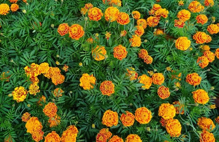 homeagro - Marigold Flower ( 50 Seeds )
