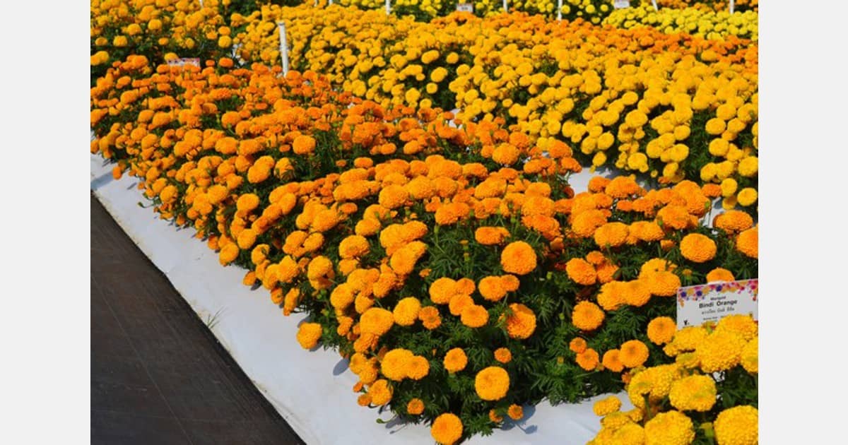 homeagro - Marigold Flower ( 50 Seeds )