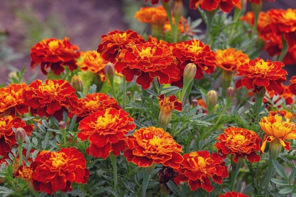 homeagro - Marigold Flower ( 50 Seeds )