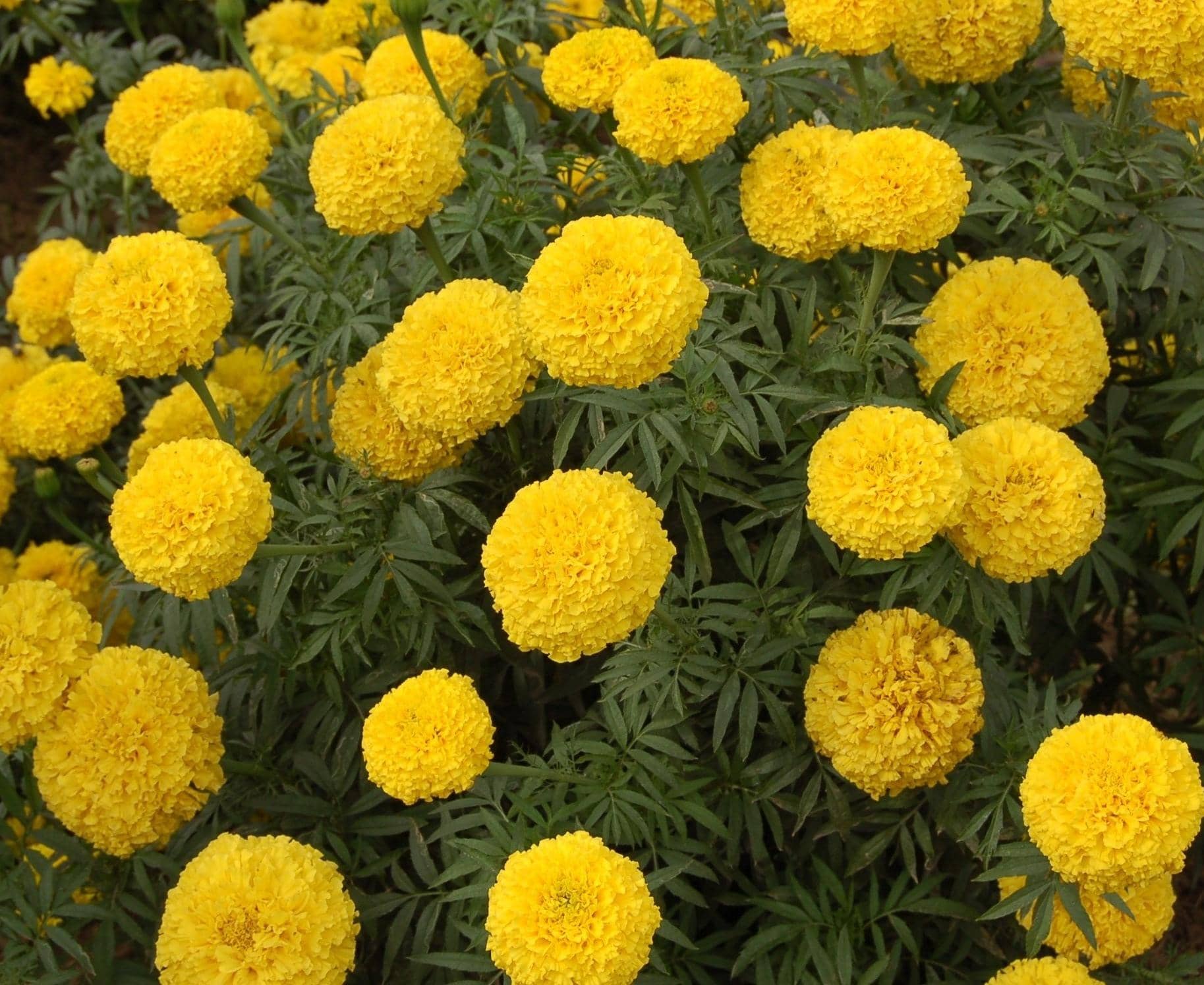 homeagro - Marigold Flower ( 50 Seeds )