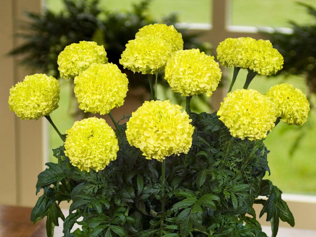homeagro - Marigold Flower ( 50 Seeds )