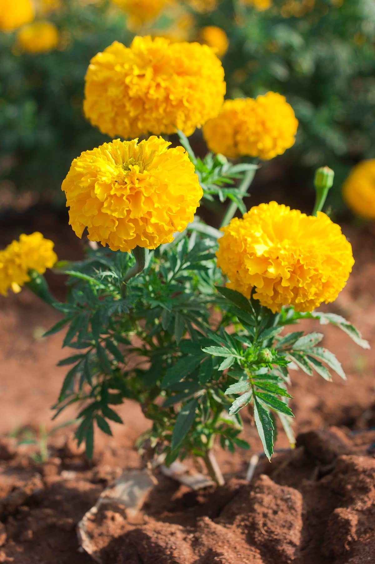 homeagro - Marigold Flower ( 50 Seeds )