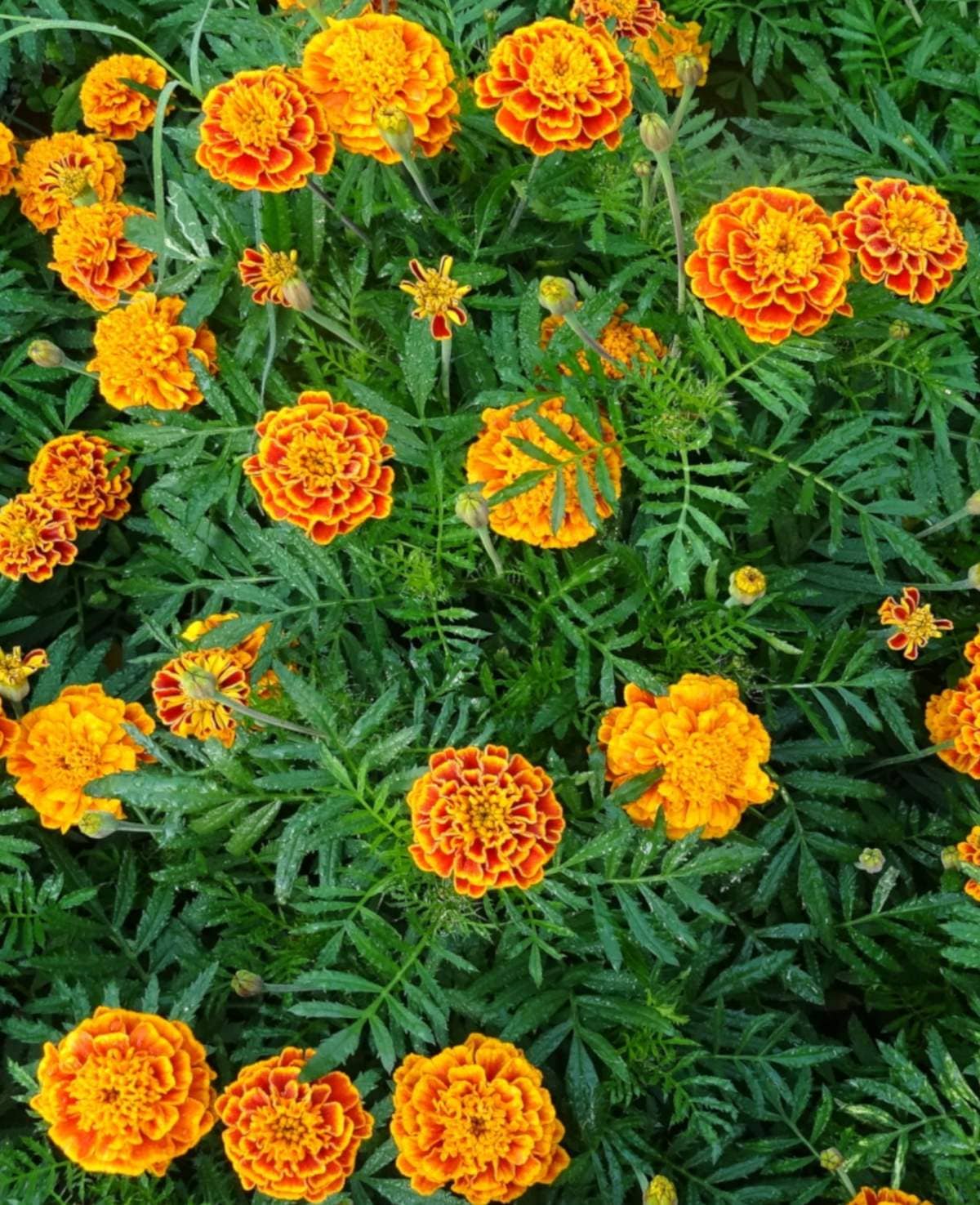 homeagro - Marigold Flower ( 50 Seeds )
