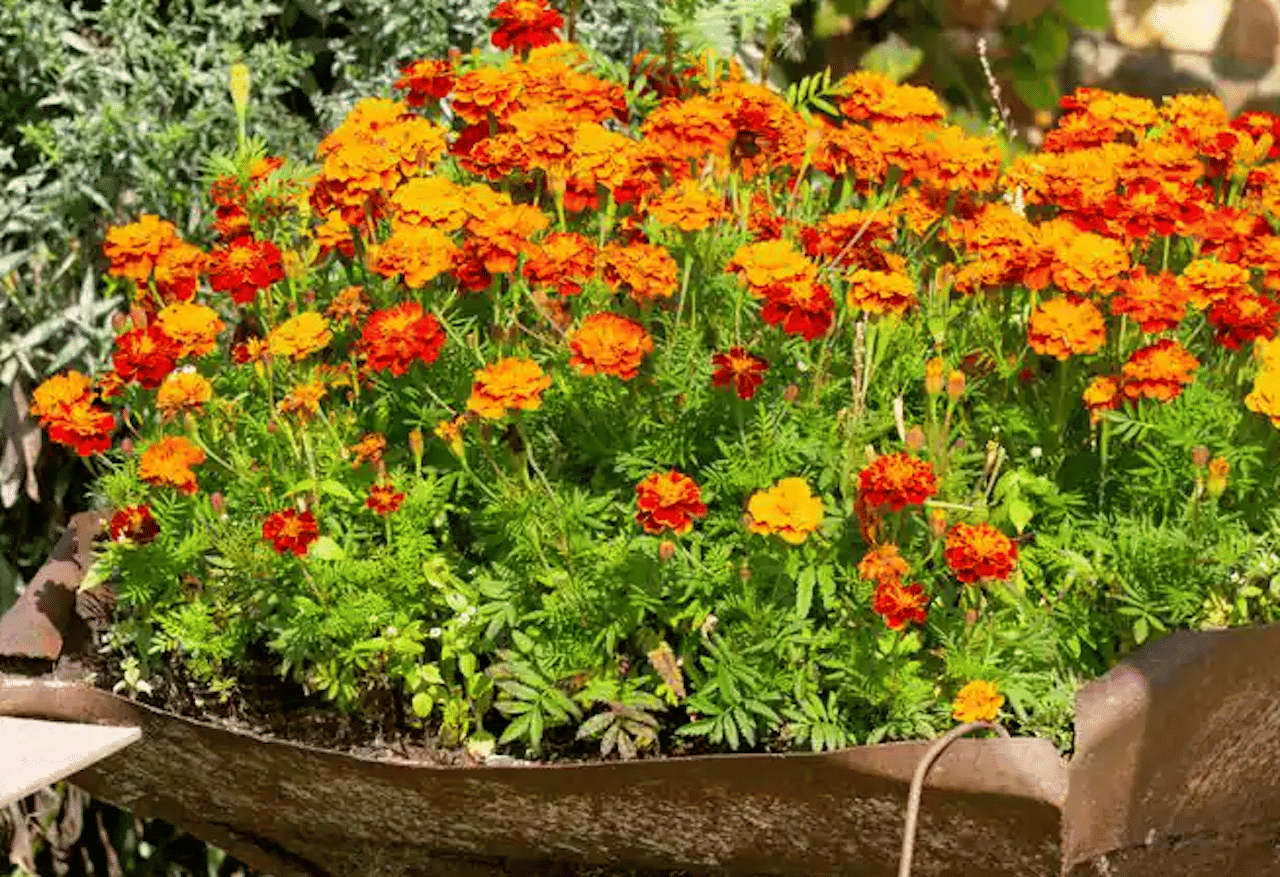 homeagro - Marigold Flower ( 50 Seeds )