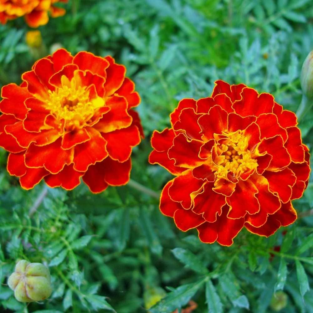 homeagro - Marigold Flower ( 50 Seeds )