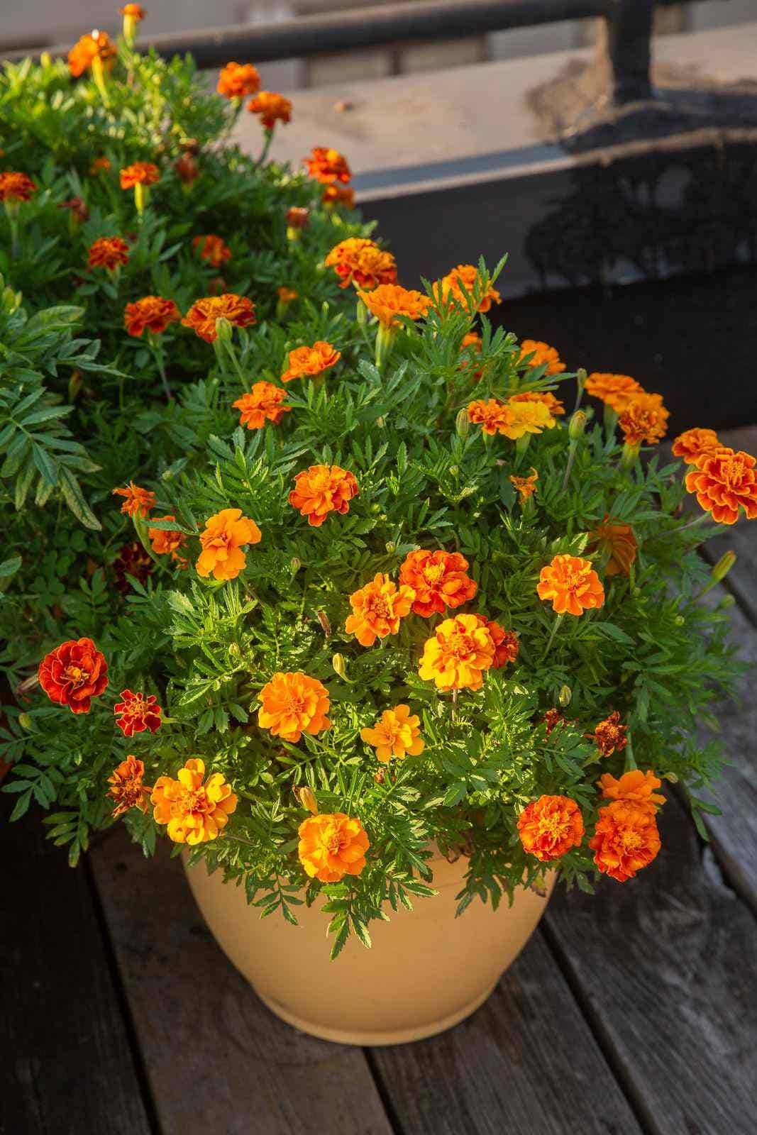 homeagro - Marigold Flower ( 50 Seeds )