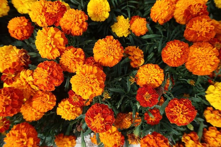 homeagro - Marigold Flower ( 50 Seeds )
