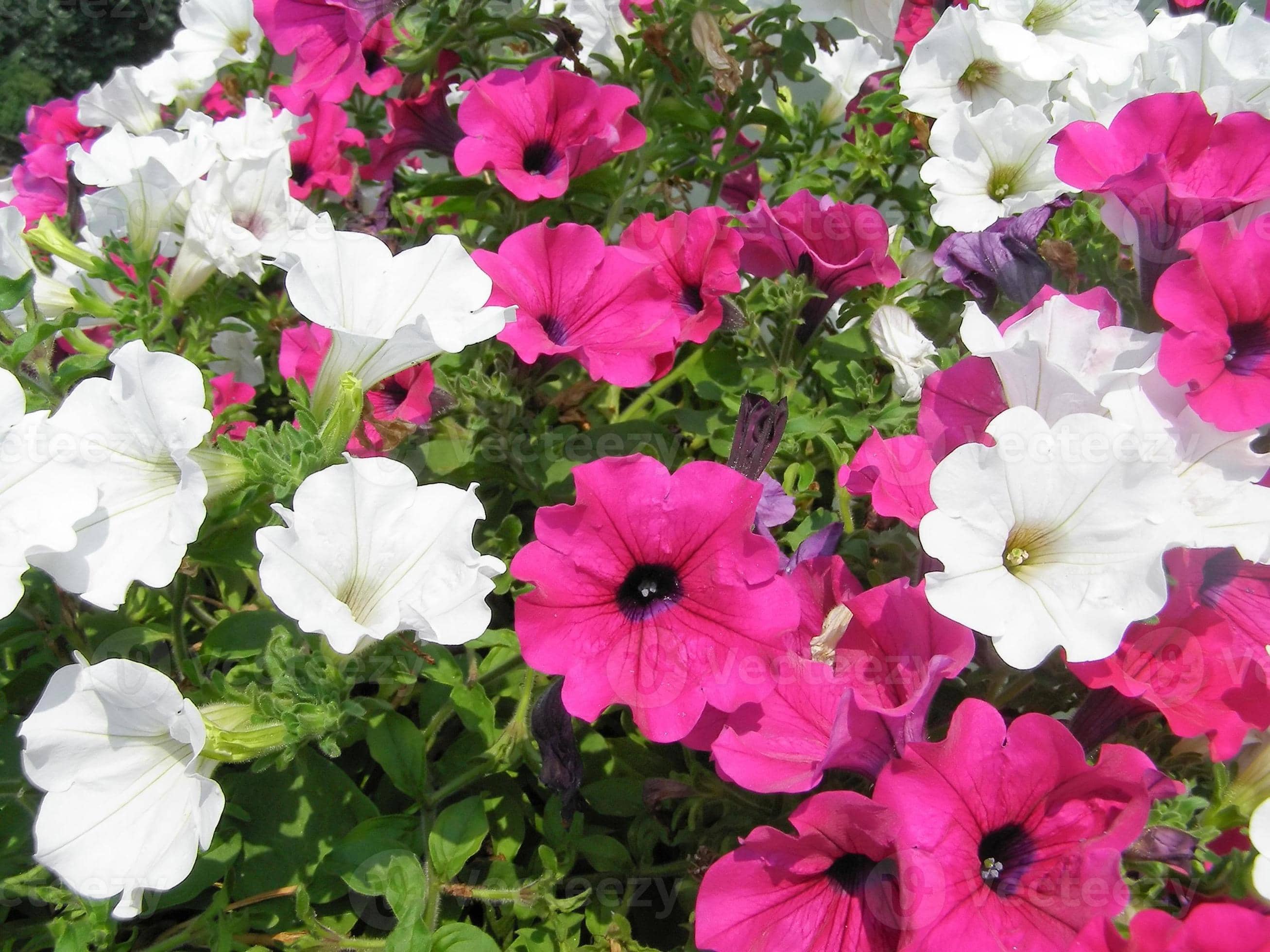 homeagro - Petunia Mixed Flower ( 50 Seeds )