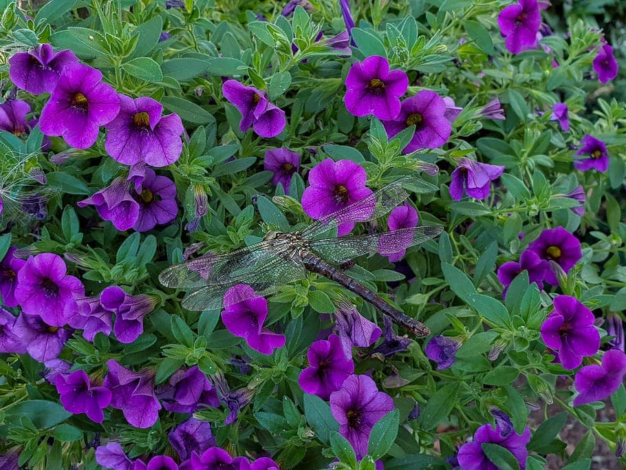 homeagro - Petunia Mixed Flower ( 50 Seeds )