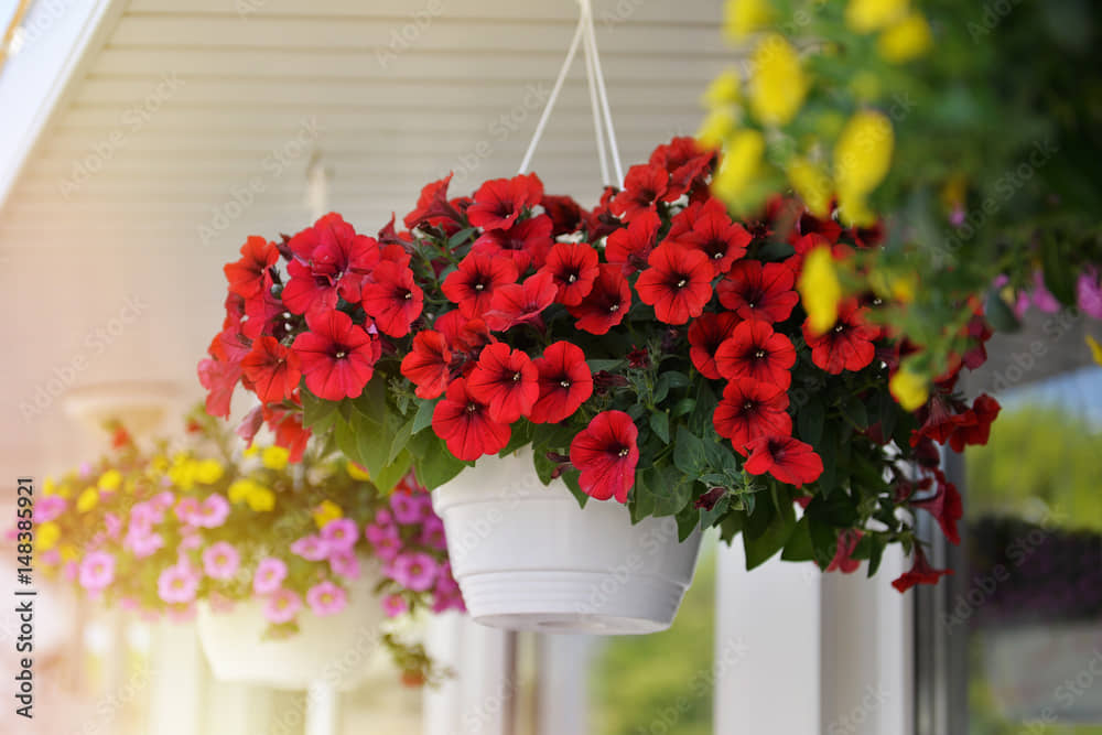 homeagro - Petunia Mixed Flower ( 50 Seeds )