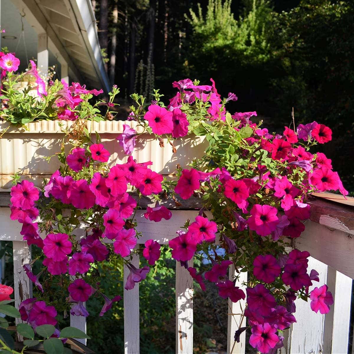     			homeagro - Petunia Mixed Flower ( 50 Seeds )