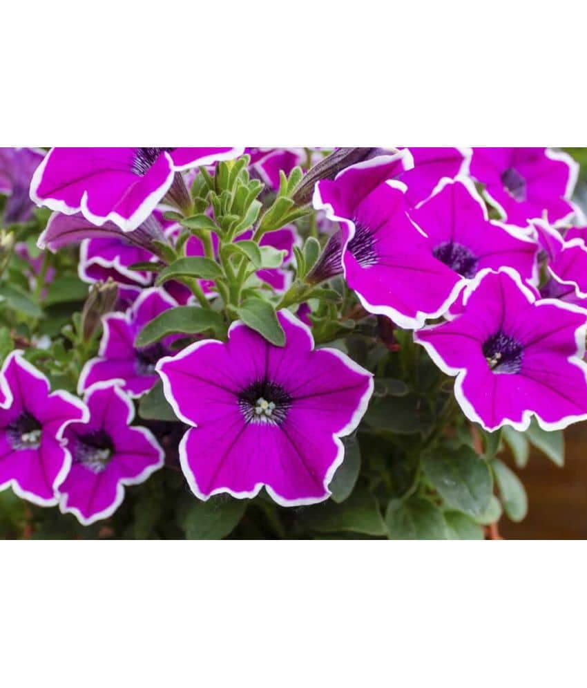 homeagro - Petunia Mixed Flower ( 50 Seeds )