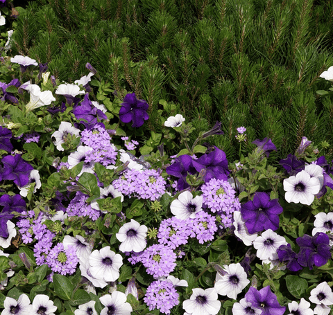 homeagro - Petunia Mixed Flower ( 50 Seeds )