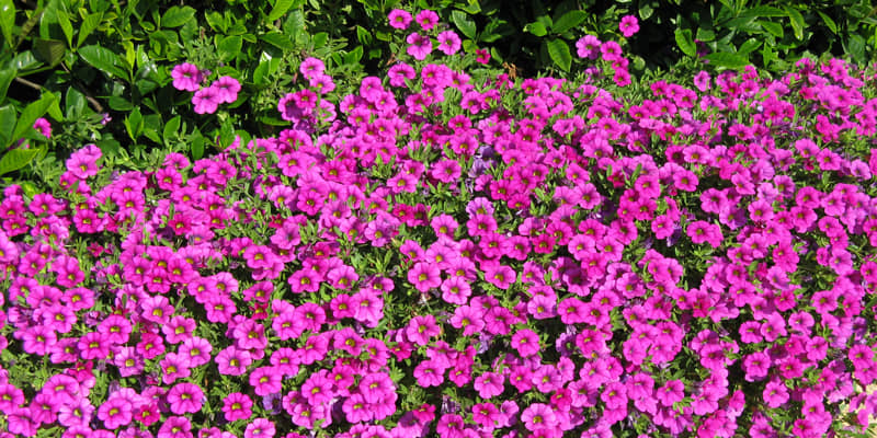 homeagro - Petunia Mixed Flower ( 50 Seeds )