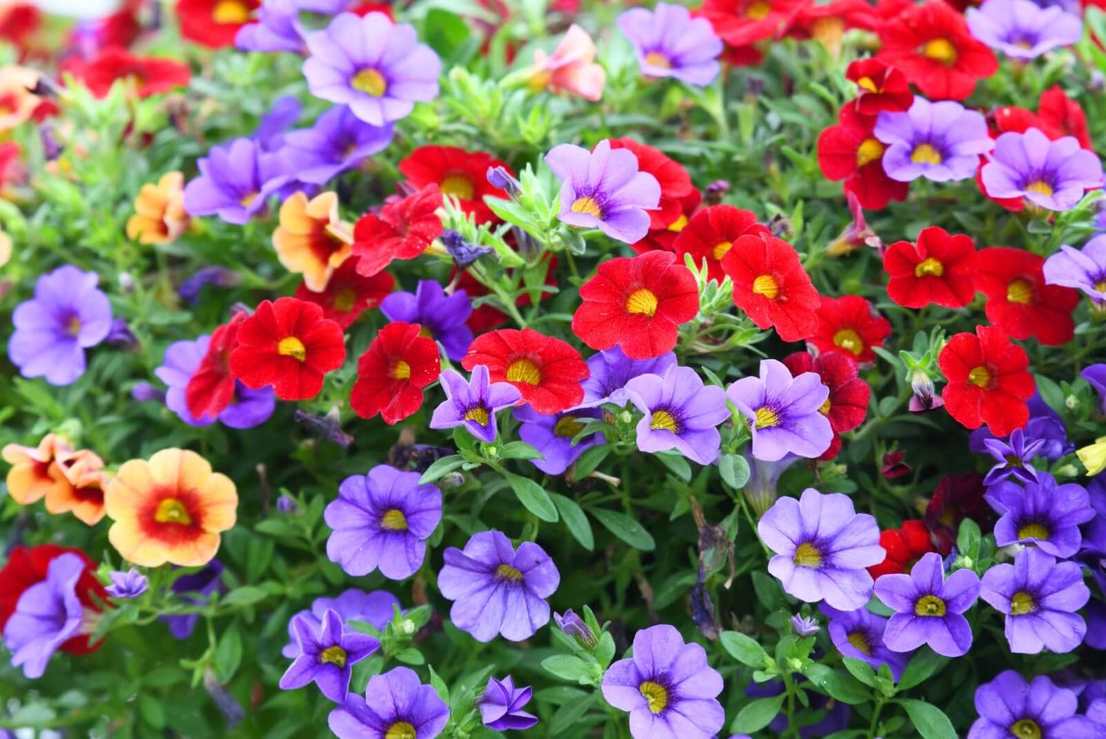 homeagro - Petunia Mixed Flower ( 50 Seeds )