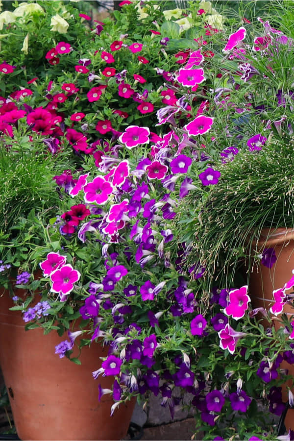 homeagro - Petunia Mixed Flower ( 50 Seeds )