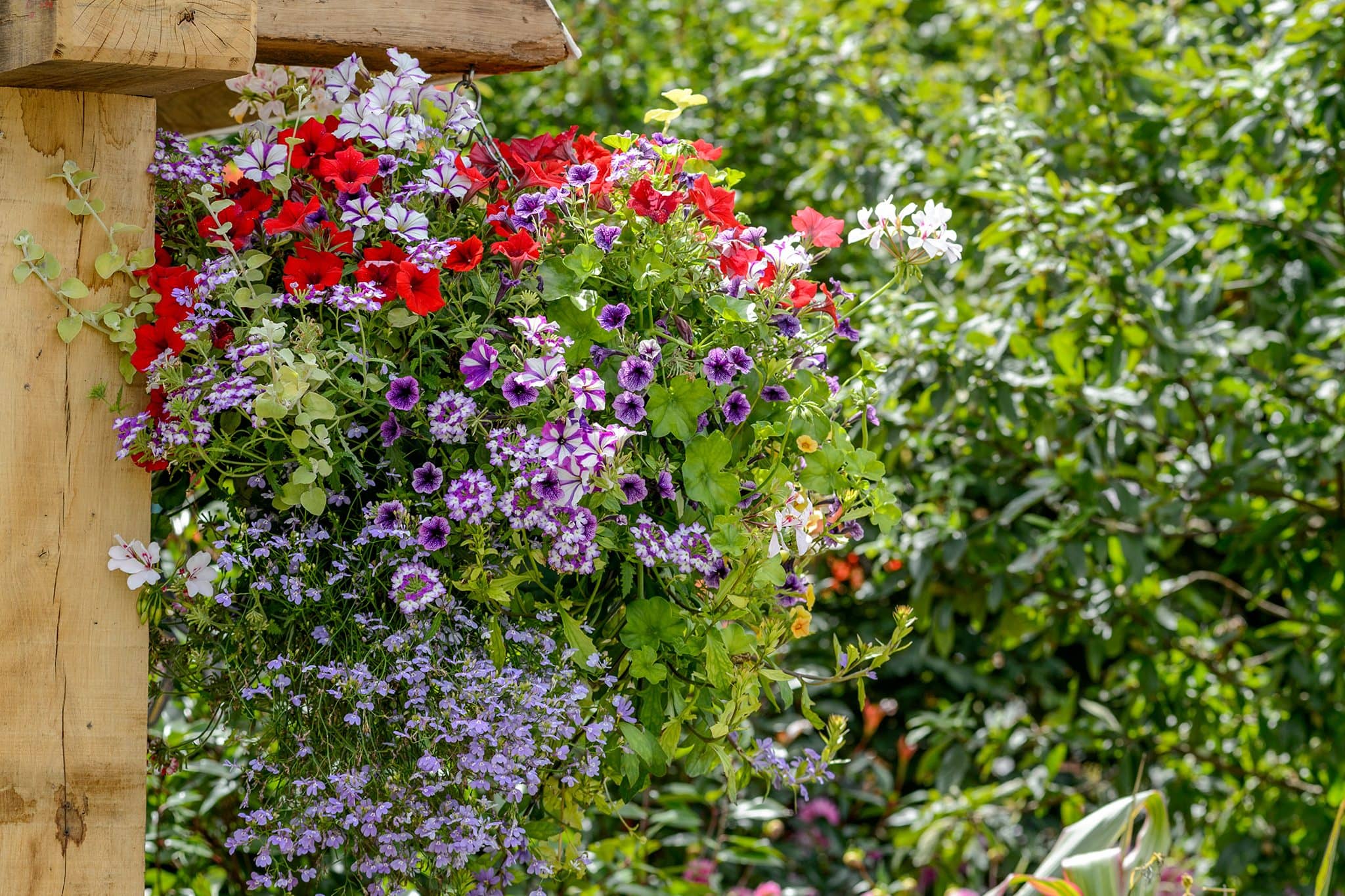 homeagro - Petunia Mixed Flower ( 50 Seeds )
