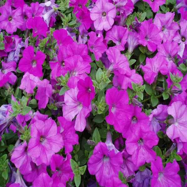 homeagro - Petunia Mixed Flower ( 50 Seeds )