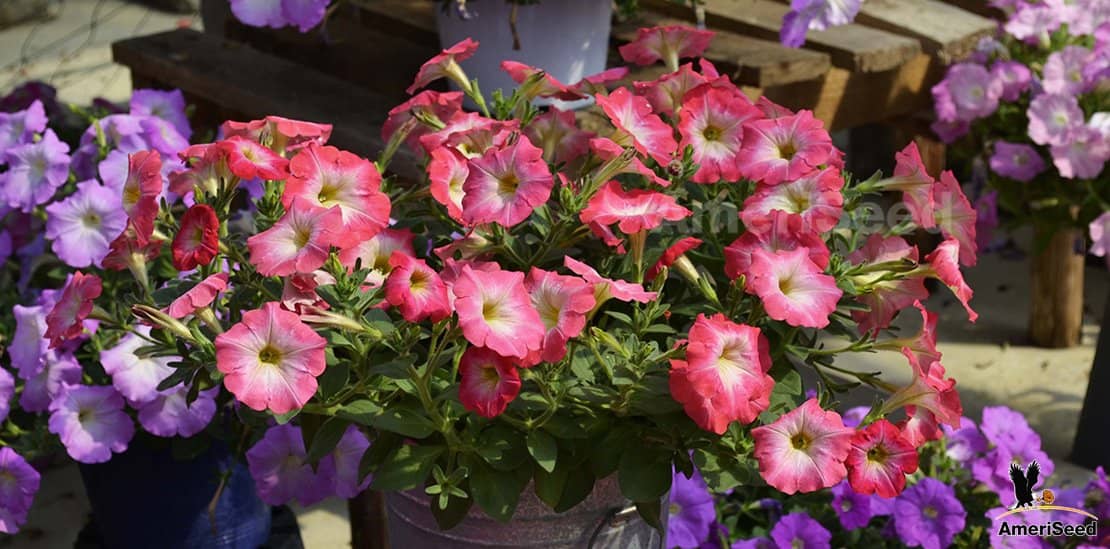 homeagro - Petunia Mixed Flower ( 50 Seeds )