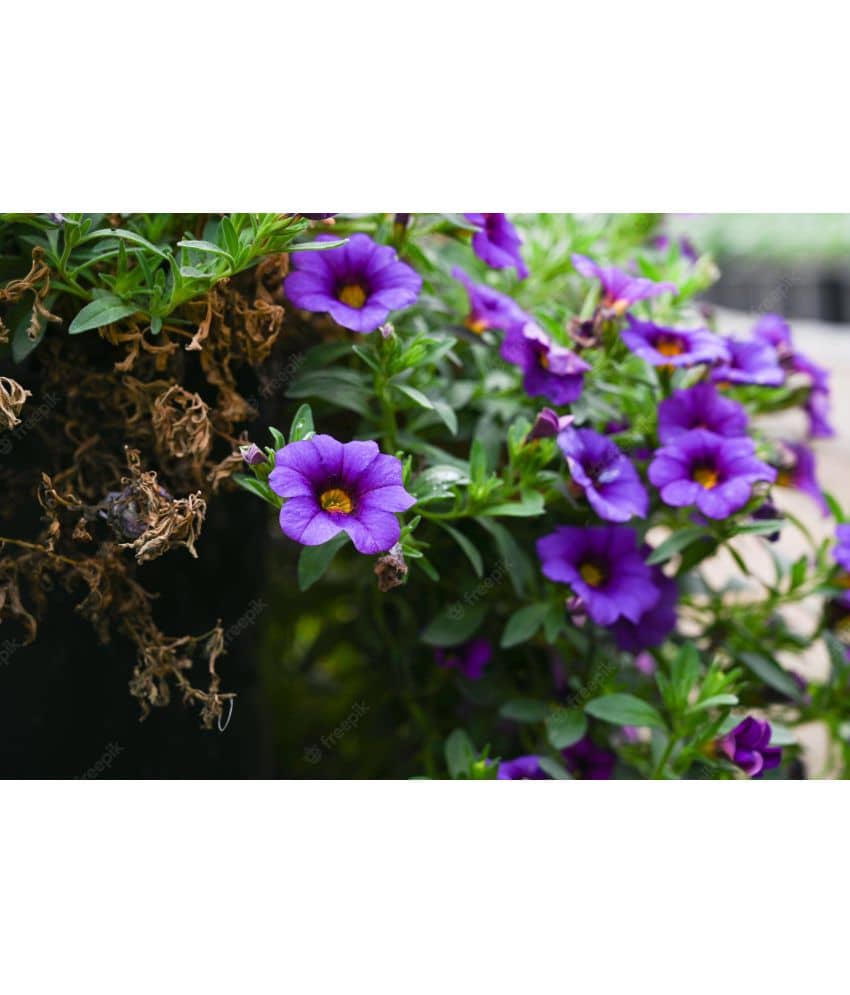 homeagro - Petunia Mixed Flower ( 50 Seeds )