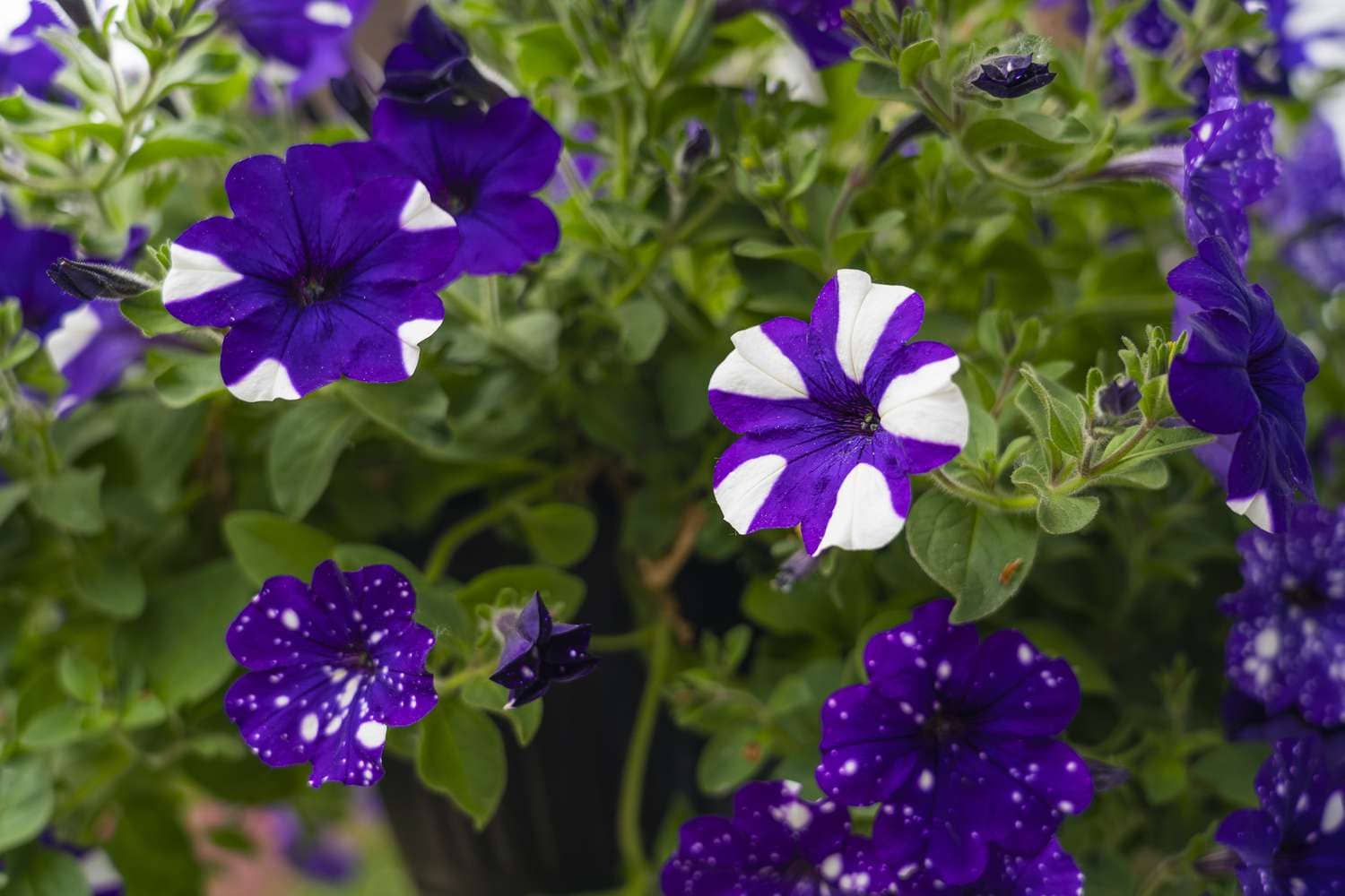 homeagro - Petunia Mixed Flower ( 50 Seeds )