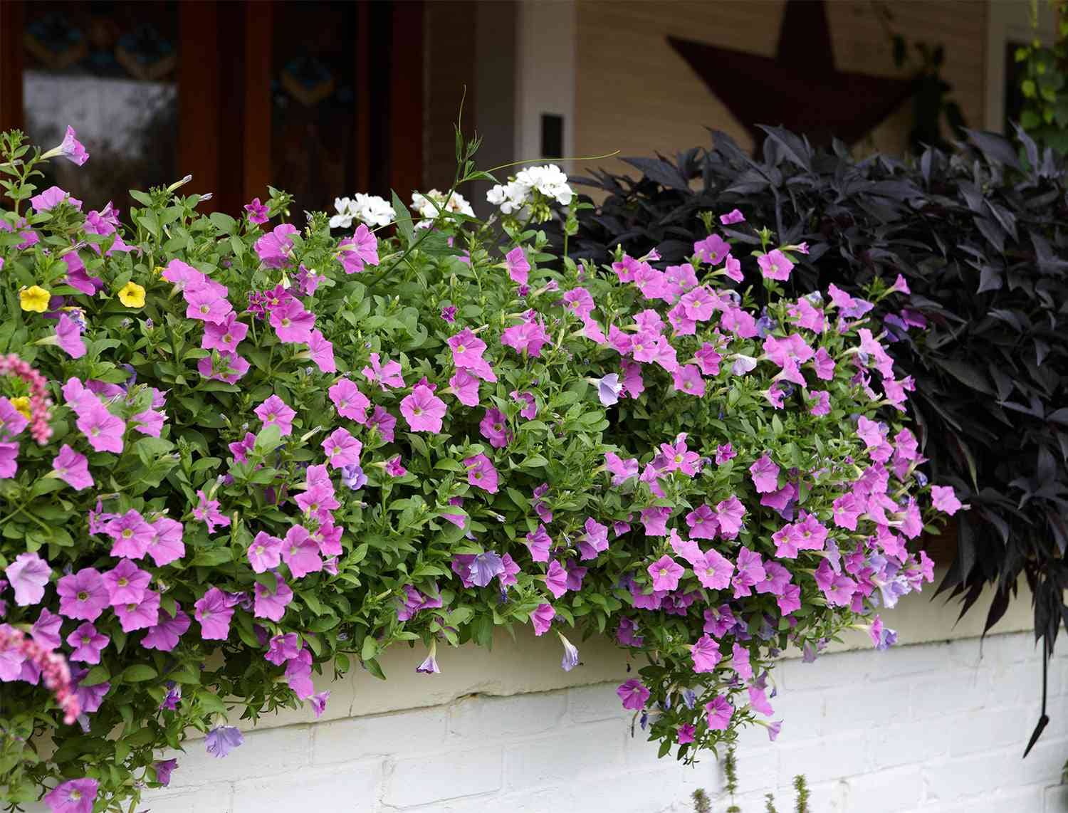 homeagro - Petunia Mixed Flower ( 50 Seeds )