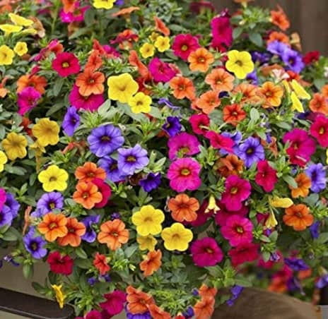 homeagro - Petunia Mixed Flower ( 50 Seeds )